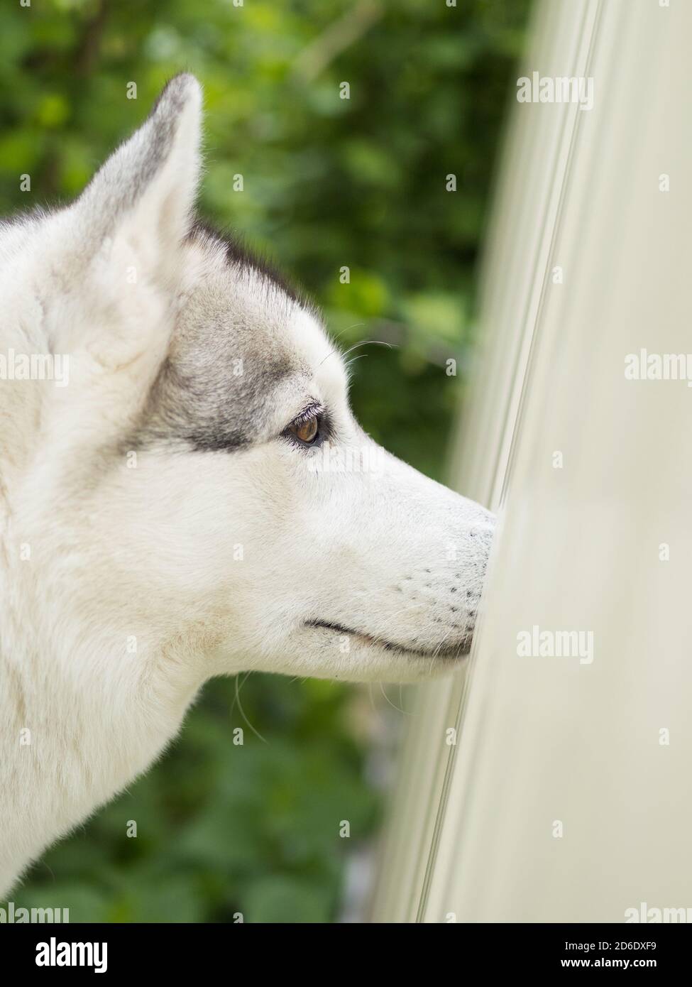 Cane Husky dagli occhi marroni che aderisce naso attraverso una recinzione Foto Stock