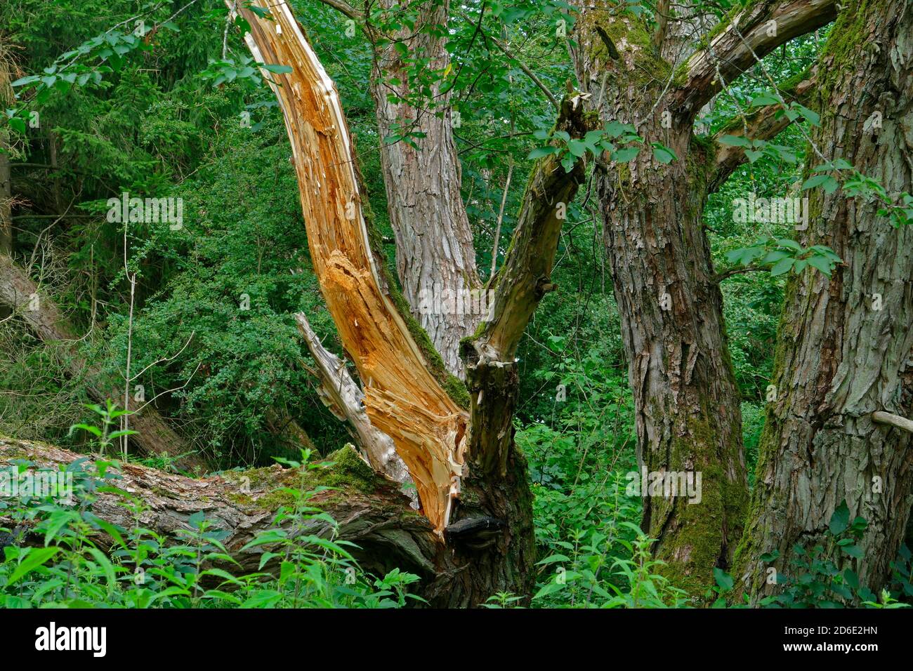 Albero rotto nella foresta Foto Stock
