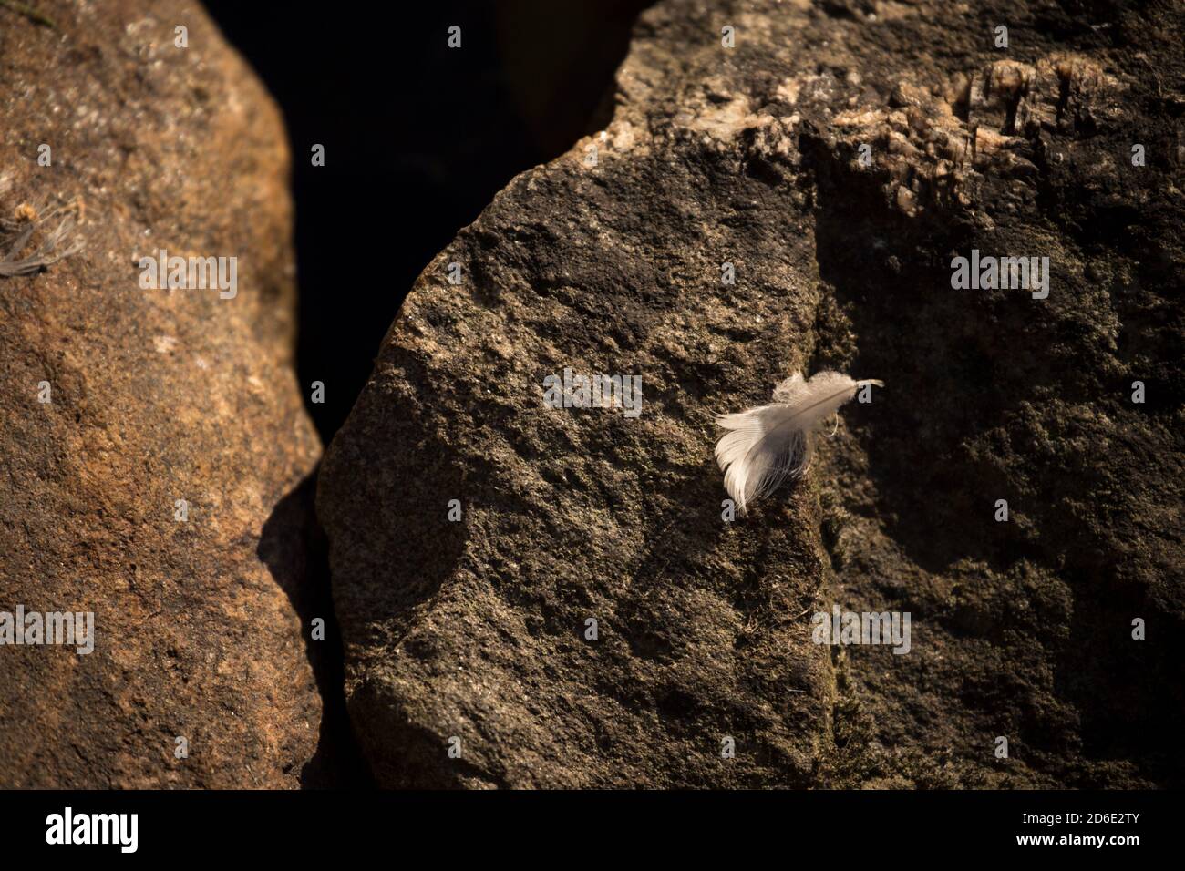 Piuma bianca contro una pietra scura, Finlandia Foto Stock