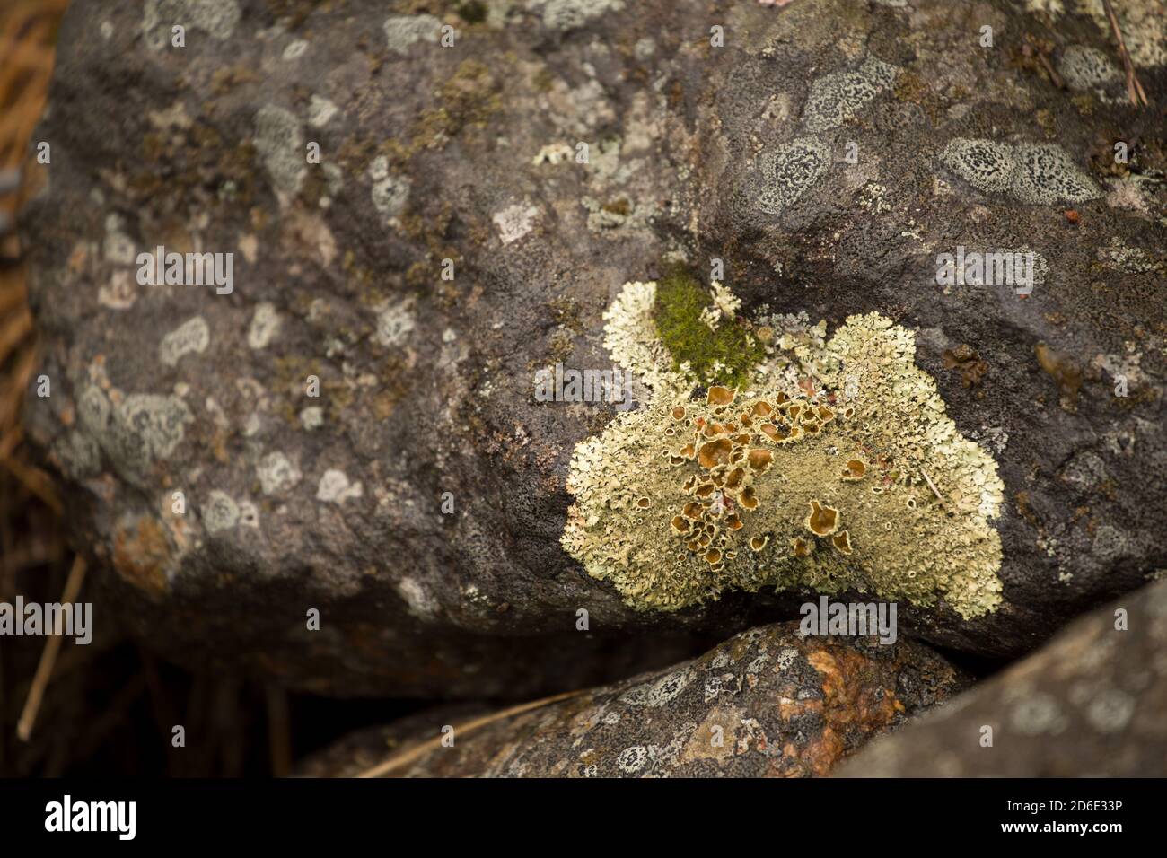 Lichen sulla roccia, primo piano, Finlandia Foto Stock