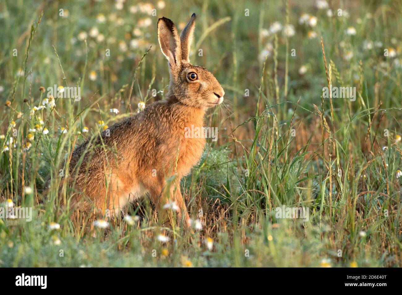 Lepri nel campo Foto Stock