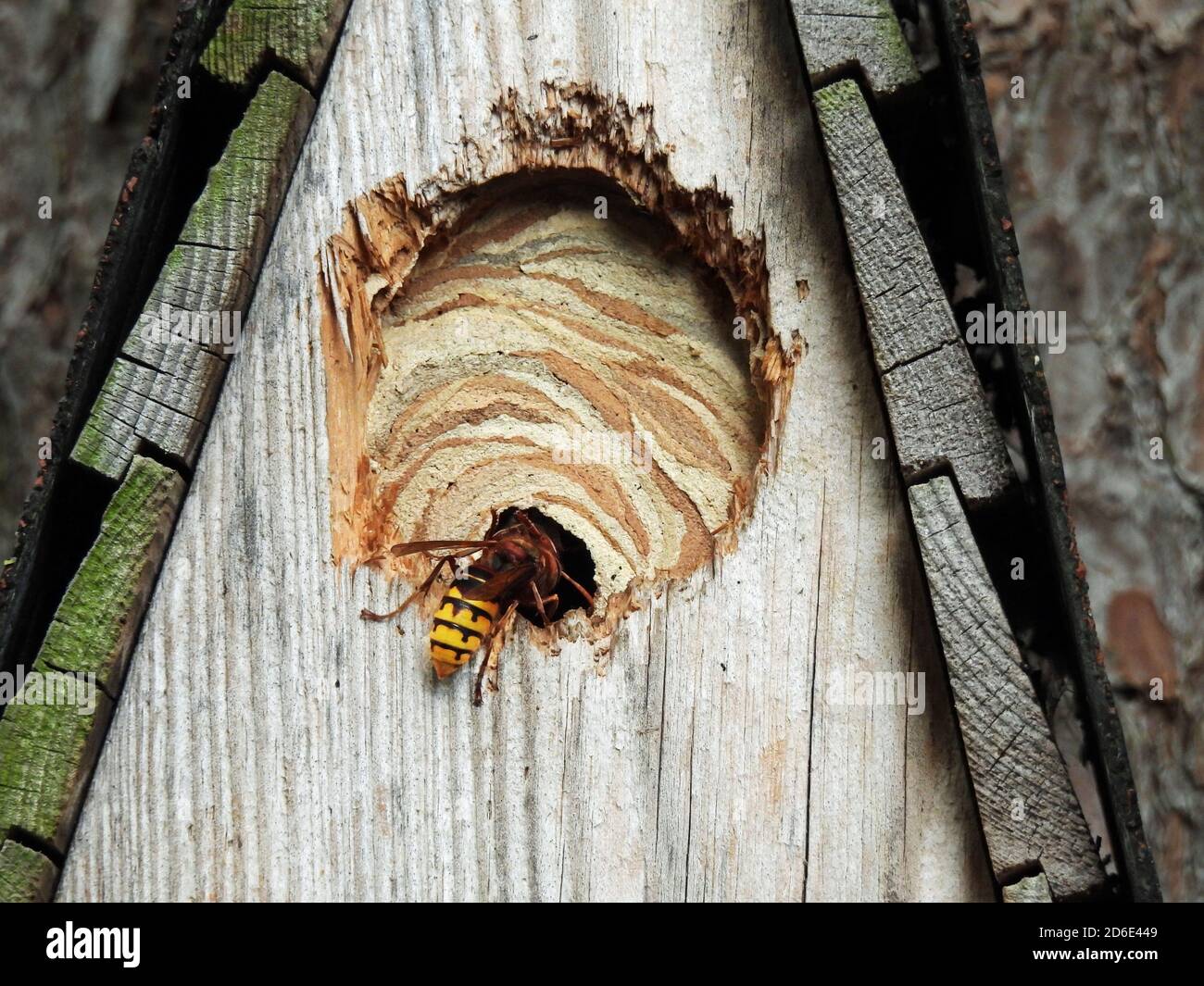 Hornets nidificano in una scatola di nido Foto Stock