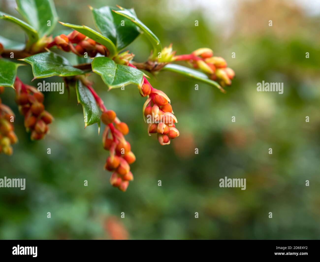 Boccioli di fiori d'arancio su un arbusto berbero darwinii in primavera Foto Stock