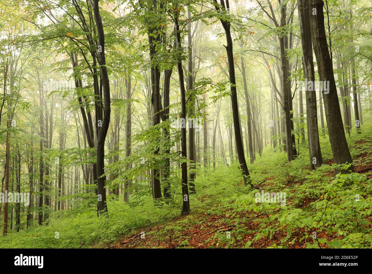 Alberi di faggio nella foresta d'autunno su un tempo foggoso e piovoso Foto Stock