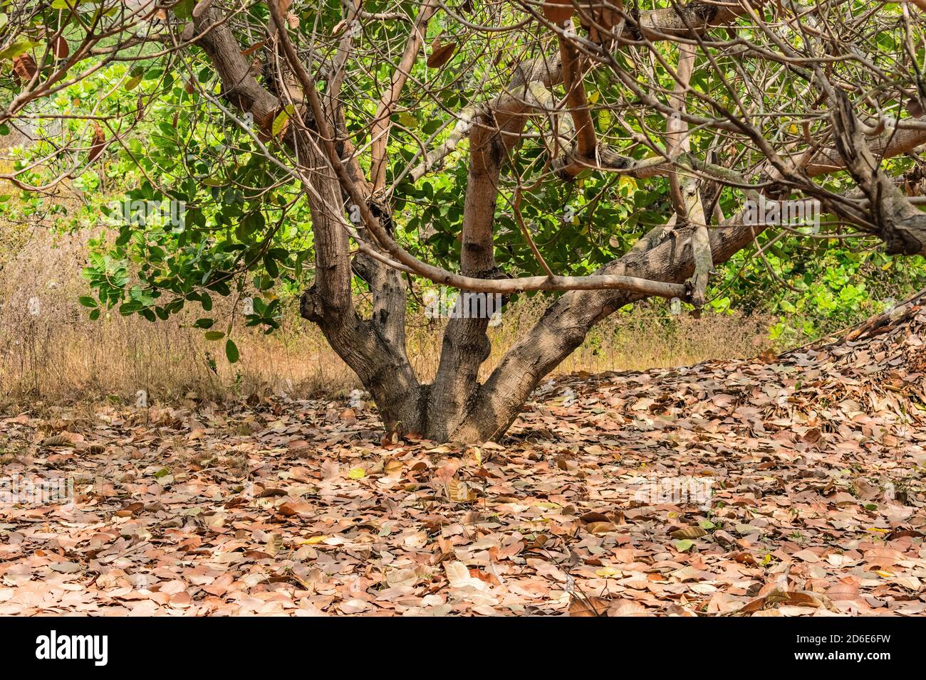 foglia secca sotto l'albero di cashew vista ravvicinata in una giornata estiva di sole. Foto Stock