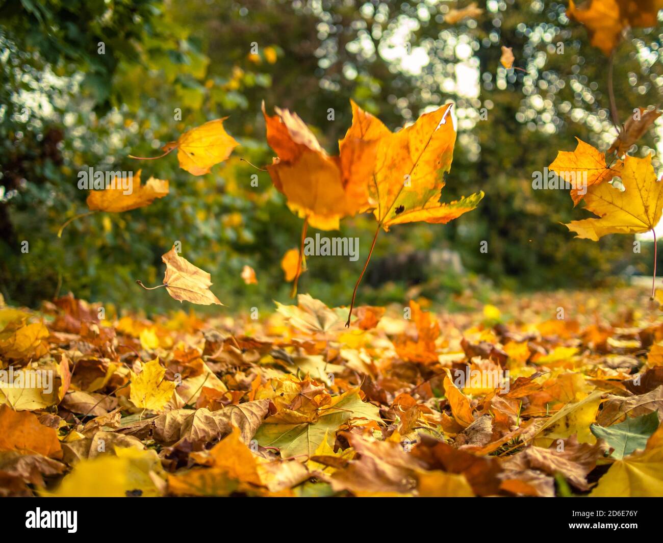 Foglie gialle che cadono dagli alberi in una giornata di sole autunno Foto Stock