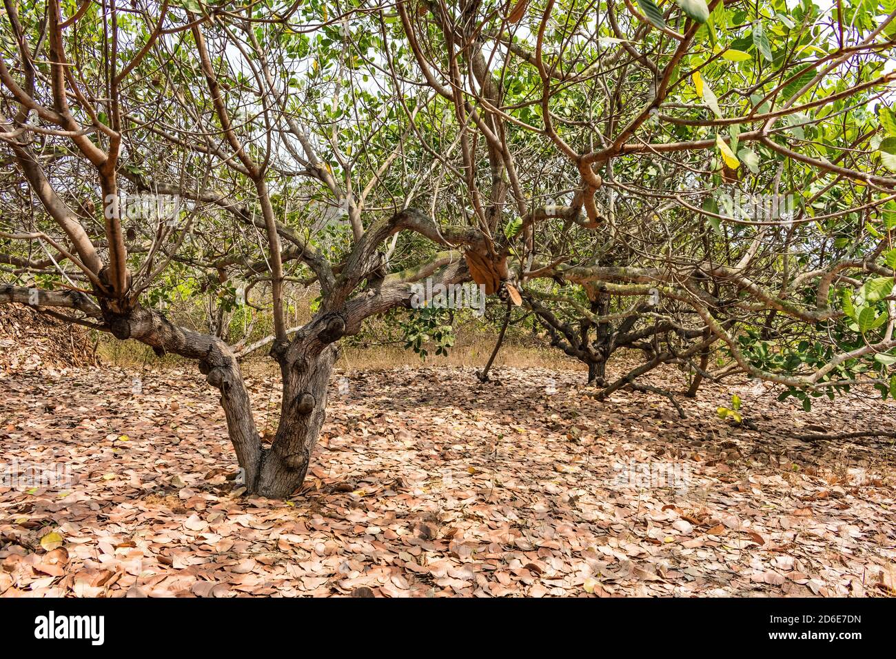 foglia secca sotto l'albero di cashew vista ravvicinata in una giornata estiva di sole. Foto Stock