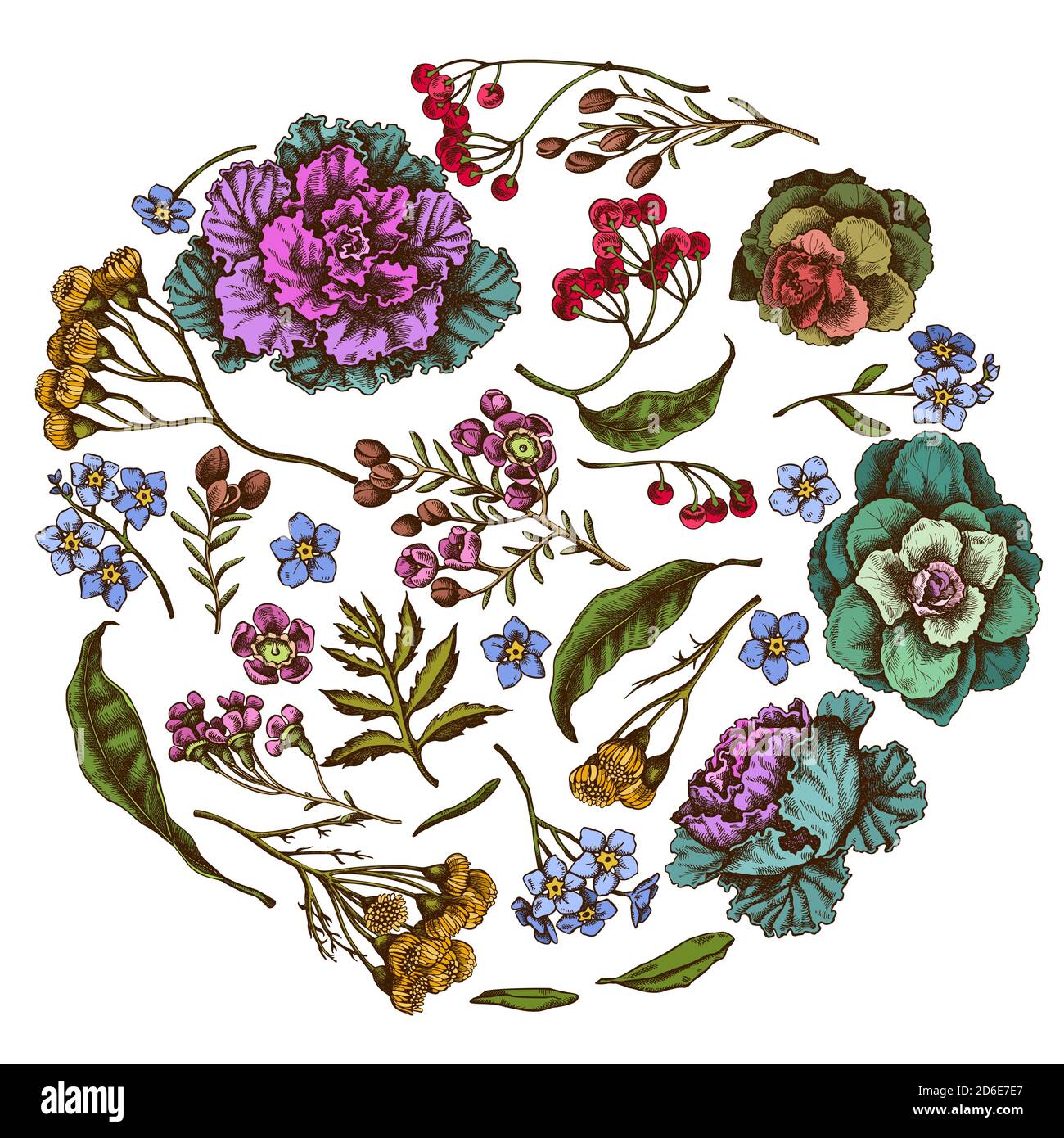 Design floreale rotondo con fiore di cera colorata, non dimenticare di me fiore, tansy, ardisia, brassica, cavolo decorativo Illustrazione Vettoriale