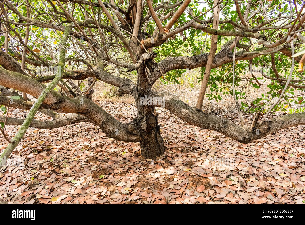 foglia secca sotto l'albero di cashew vista ravvicinata in una giornata estiva di sole. Foto Stock