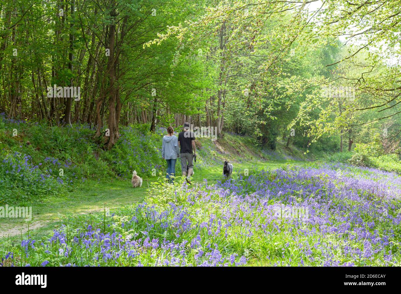 Coppia di cani che camminano attraverso un bosco di bluebell, Brede High Woods, East Sussex, UK Walk Foto Stock