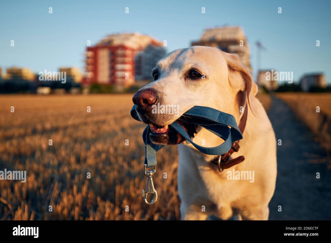 Cane che tiene il guinzaglio in bocca. Labrador Retriever sta camminando sul sentiero contro la città durante il tramonto. Foto Stock