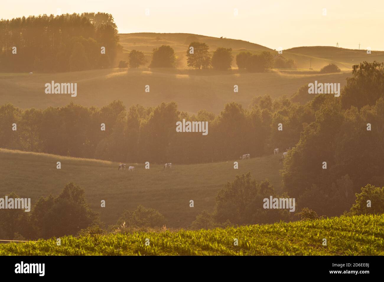 L'Europa, Polonia, Voivodato Podlaskie, Suwalskie / Suwalszczyzna Foto Stock