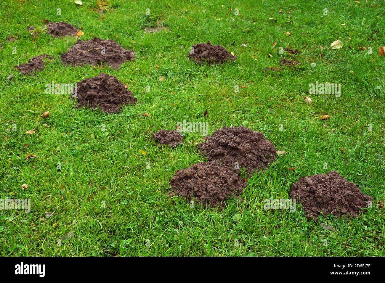 Prato danneggiato da una talpa. I tumuli di terreno indicano la presenza dei passaggi sotterranei del mammifero. Foto Stock