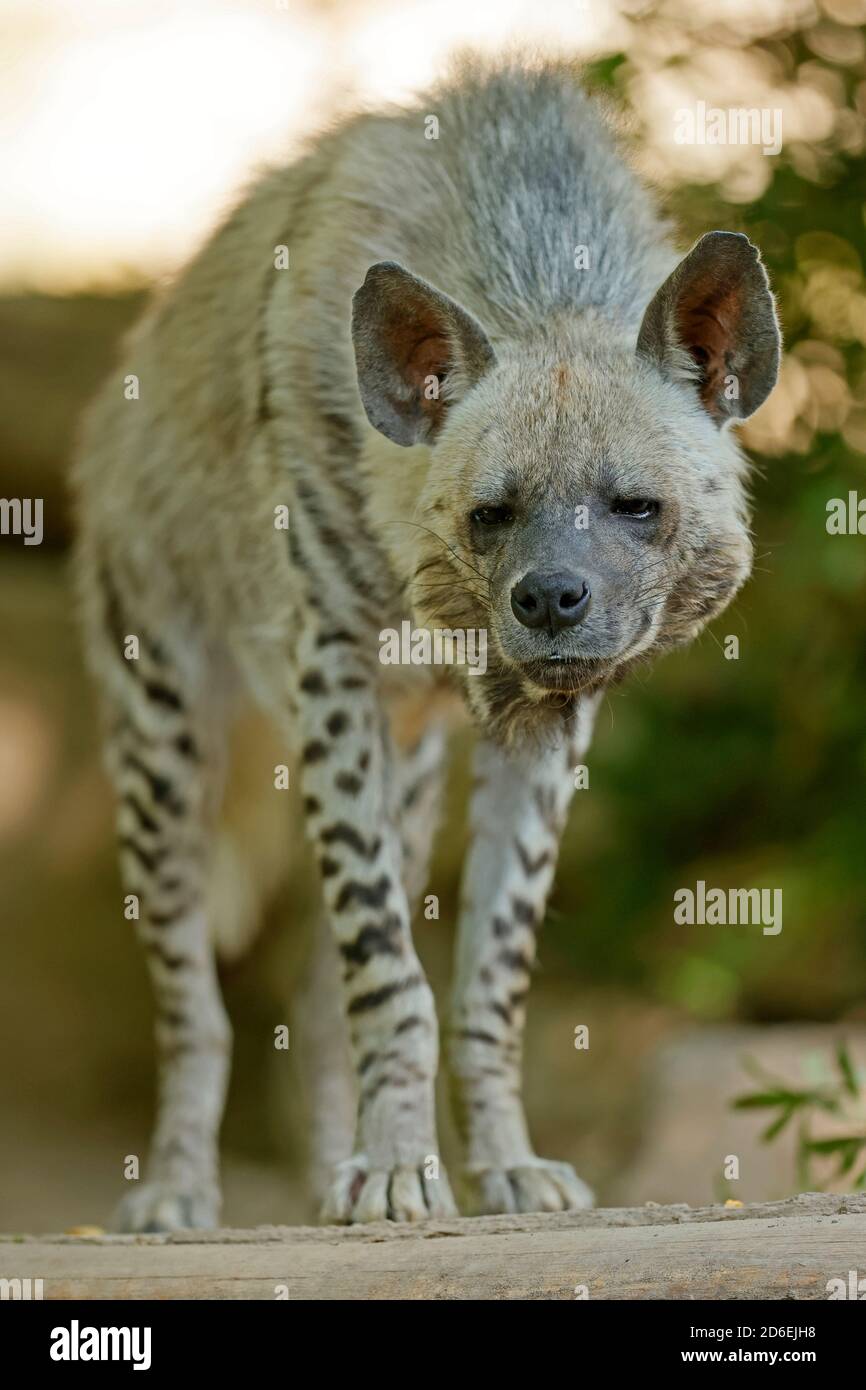 Striped iena (Hyaena hyaena) Foto Stock