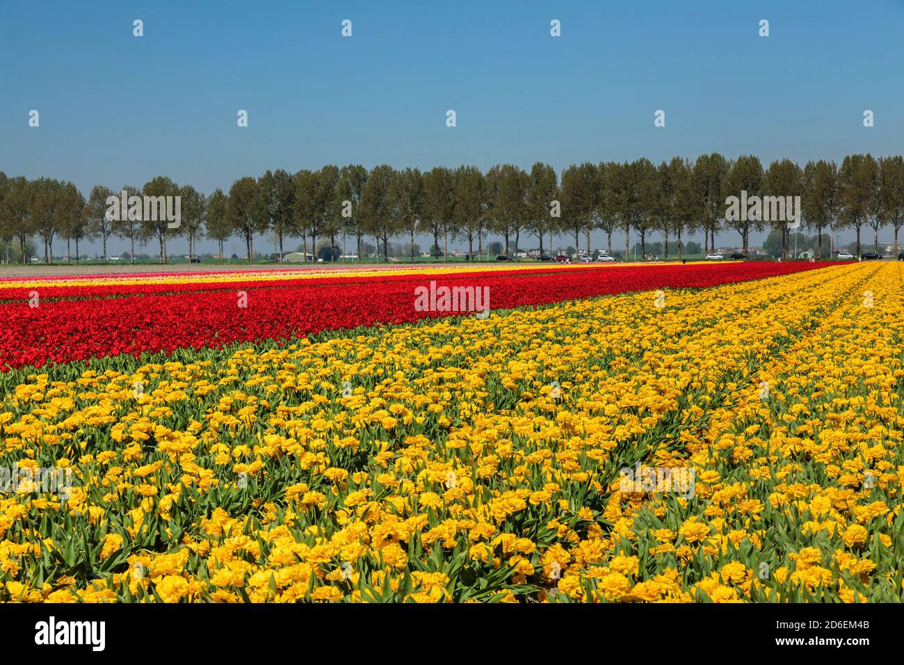 Campi di fiori in primavera, Sud Olanda, Paesi Bassi Foto Stock