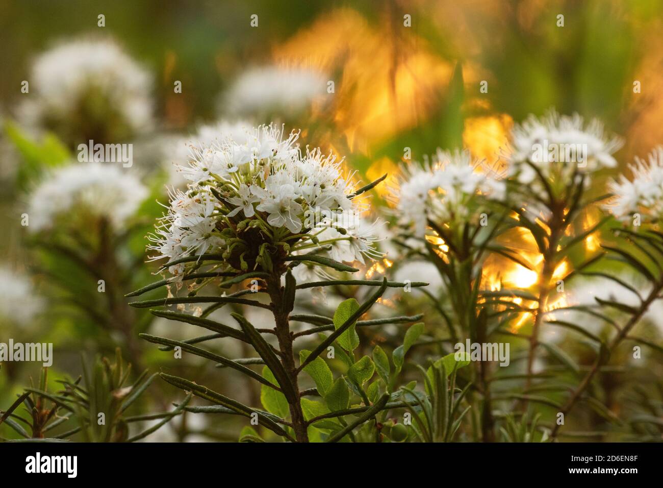 Tè Marsh labrador, Rhododendron tomentosum anche conosciuto come rosmarino selvaggio come rimedio naturale fiorire durante il tramonto nella torbiera selvatica estone, Europa del Nord Foto Stock