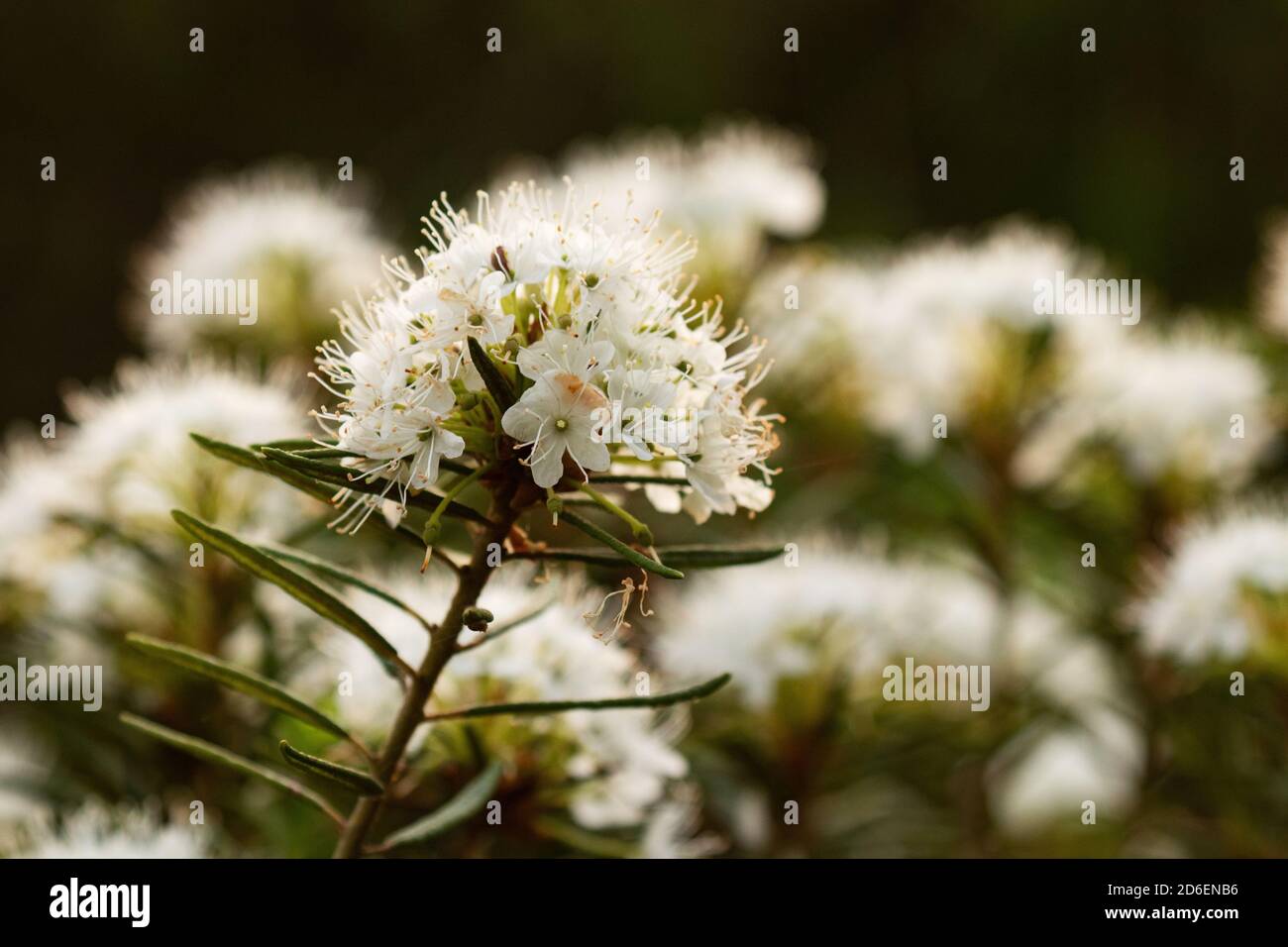 Tè Marsh labrador, Rhododendron tomentosum anche conosciuto come rosmarino selvaggio come rimedio naturale fiorire durante il tramonto nella torbiera selvatica estone, Europa del Nord Foto Stock