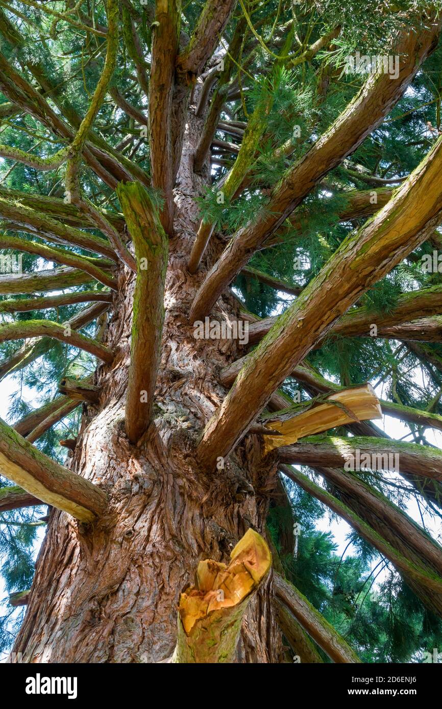 Rami Di Sequoia Gigante Immagini E Fotos Stock Alamy