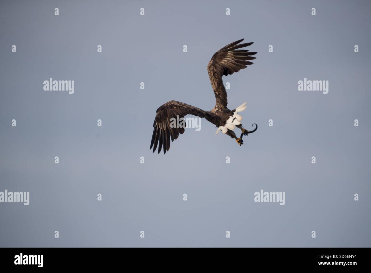 White-tailed eagle Foto Stock