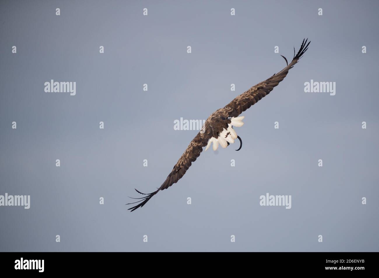 White-tailed eagle Foto Stock
