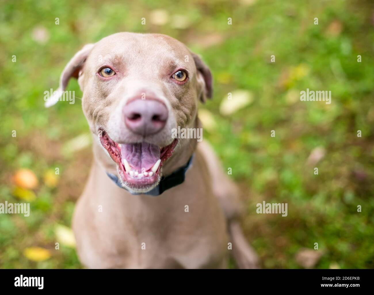 Un cane Weimaraner in purebred seduto all'aperto con un'espressione felice sulla sua faccia Foto Stock