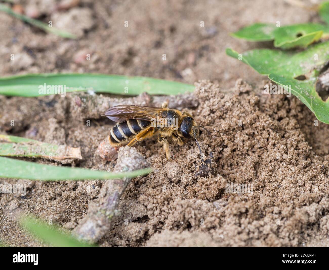 L'ape del solco, Halictus sexcinctus, al suo nido Foto Stock