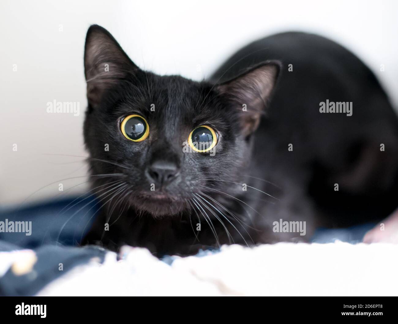 Un gatto nervoso nero shorthair con occhi enormi e dilatato alunni Foto Stock