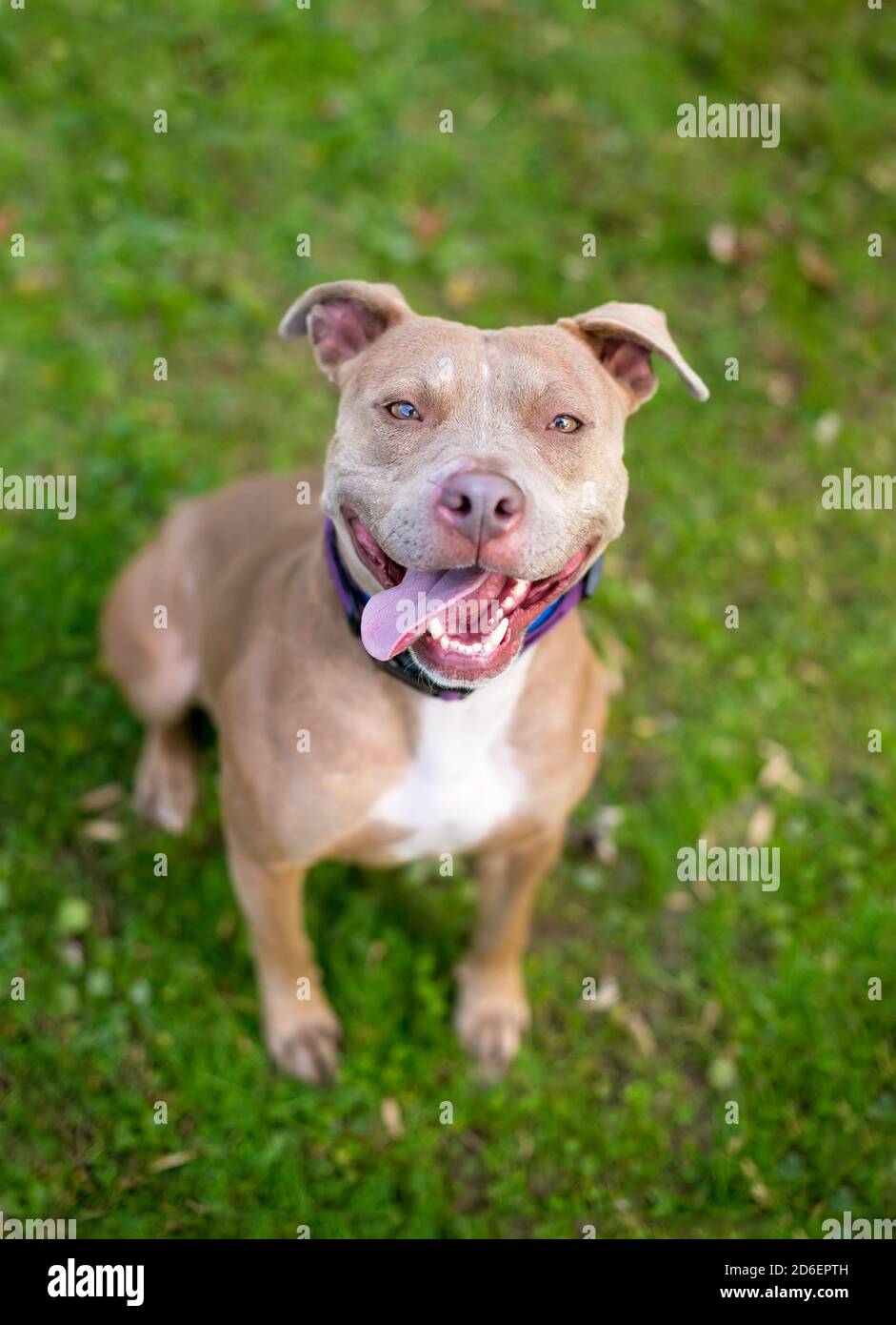 Un felice Pit Bull Terrier razza mista cane seduta in l'erba e guardando verso l'alto la fotocamera Foto Stock