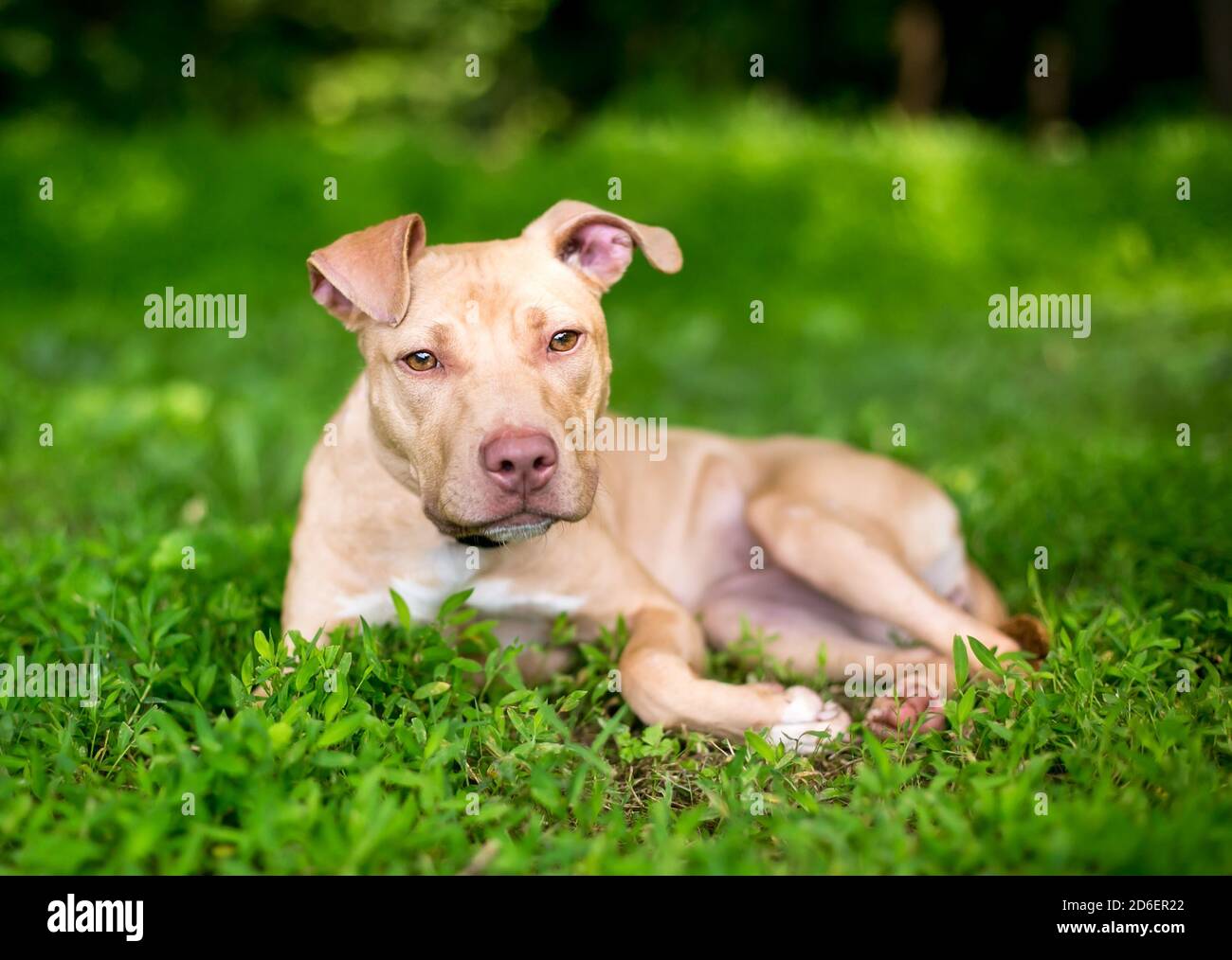 Un giovane Pit Bull Terrier razza mista cane sdraiato l'erba all'aperto Foto Stock