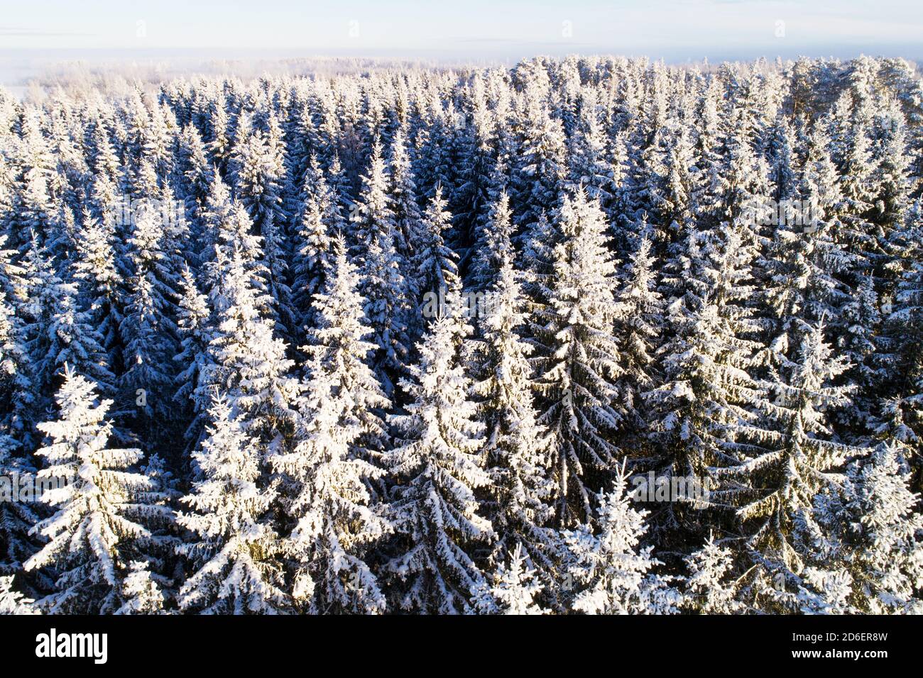 Una vista aerea di alberi fitti coperti di neve nel paese delle meraviglie invernali durante il freddo e bel tempo nella foresta boreale estone, Europa del Nord. Foto Stock