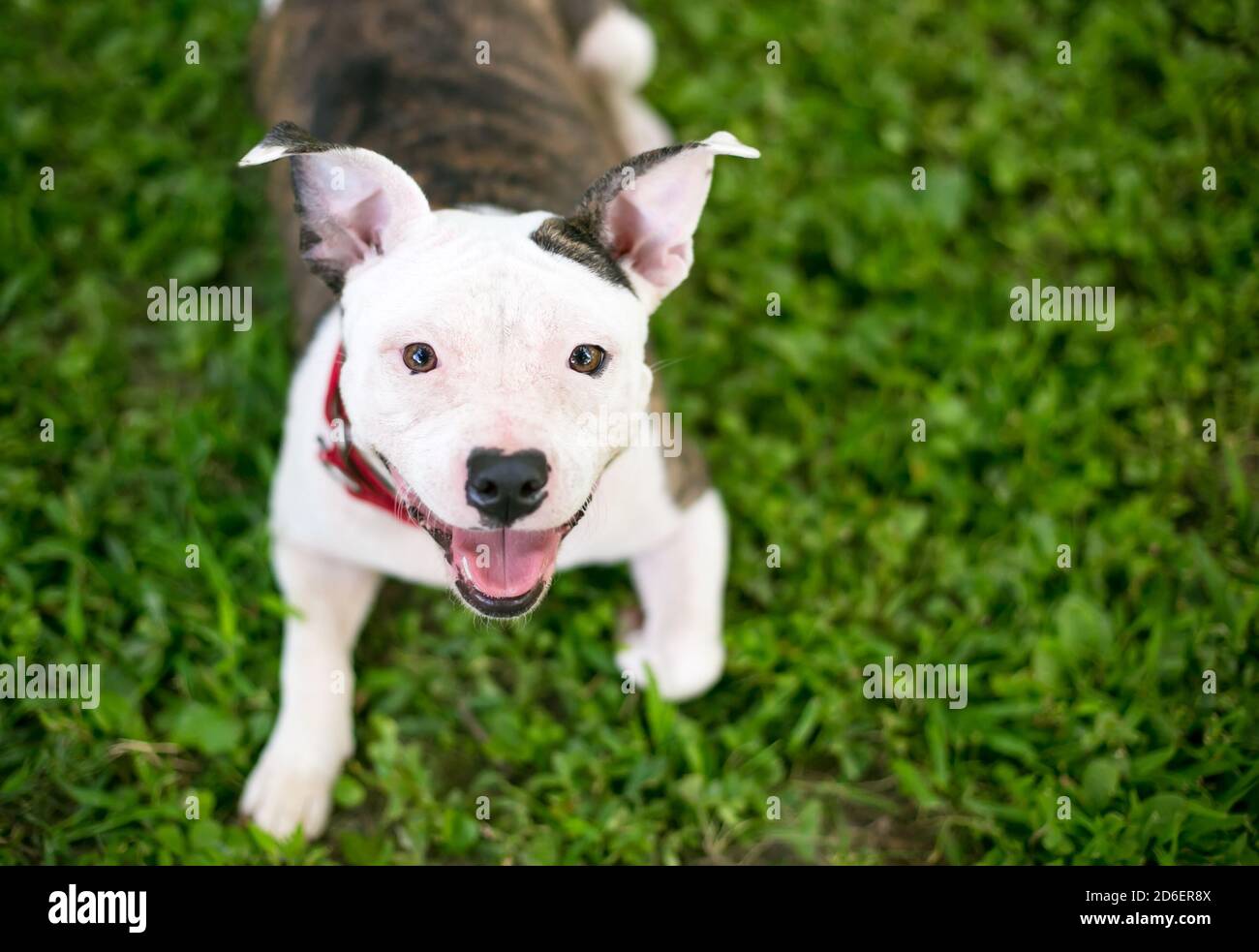 Un giovane felice Pit Bull Terrier razza mista cane con brindle e segni bianchi, sdraiato in erba e guardando la fotocamera Foto Stock