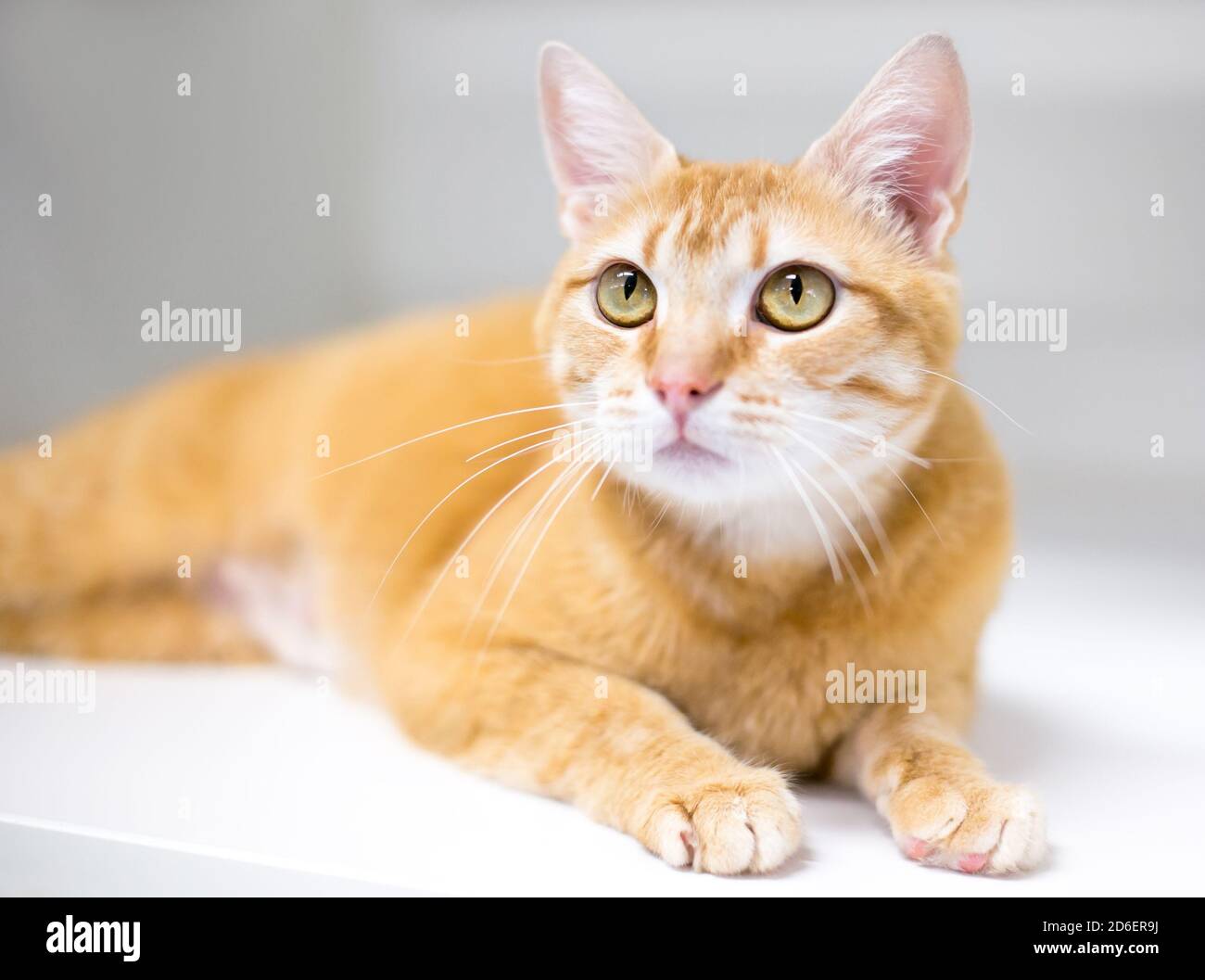 Un tabby arancione gatto shorthair nazionale sdraiato Foto Stock