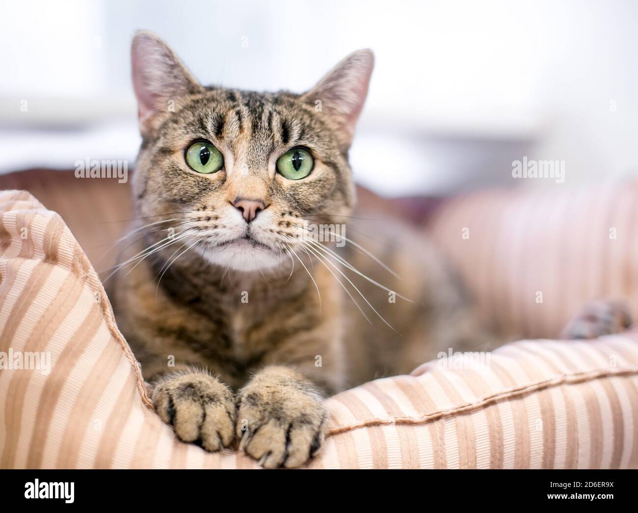 Un gatto marrone tabby shortair con occhi verdi distesi in un letto per animali domestici Foto Stock