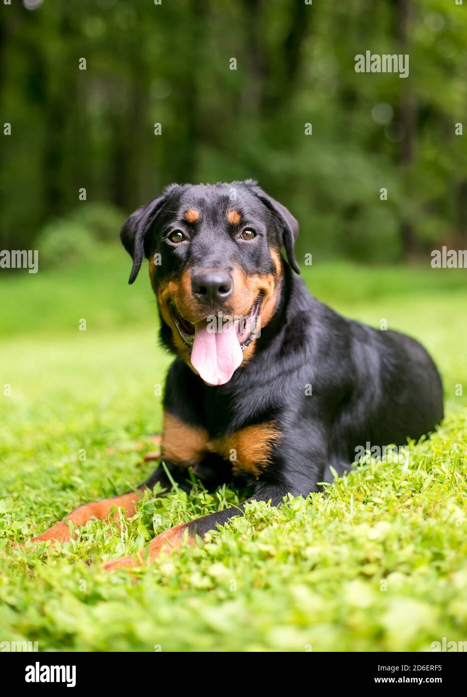 Un cane rottweiler purebred rilassarsi in erba con un espressione felice Foto Stock