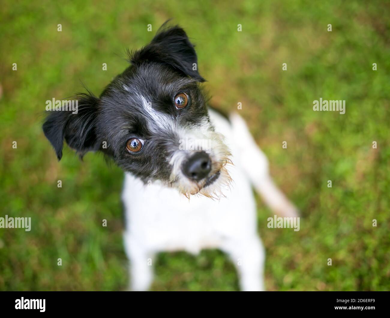 Una carina razza mista Jack Russell Terrier in bianco e nero cane che guarda la fotocamera con un'inclinazione della testa Foto Stock