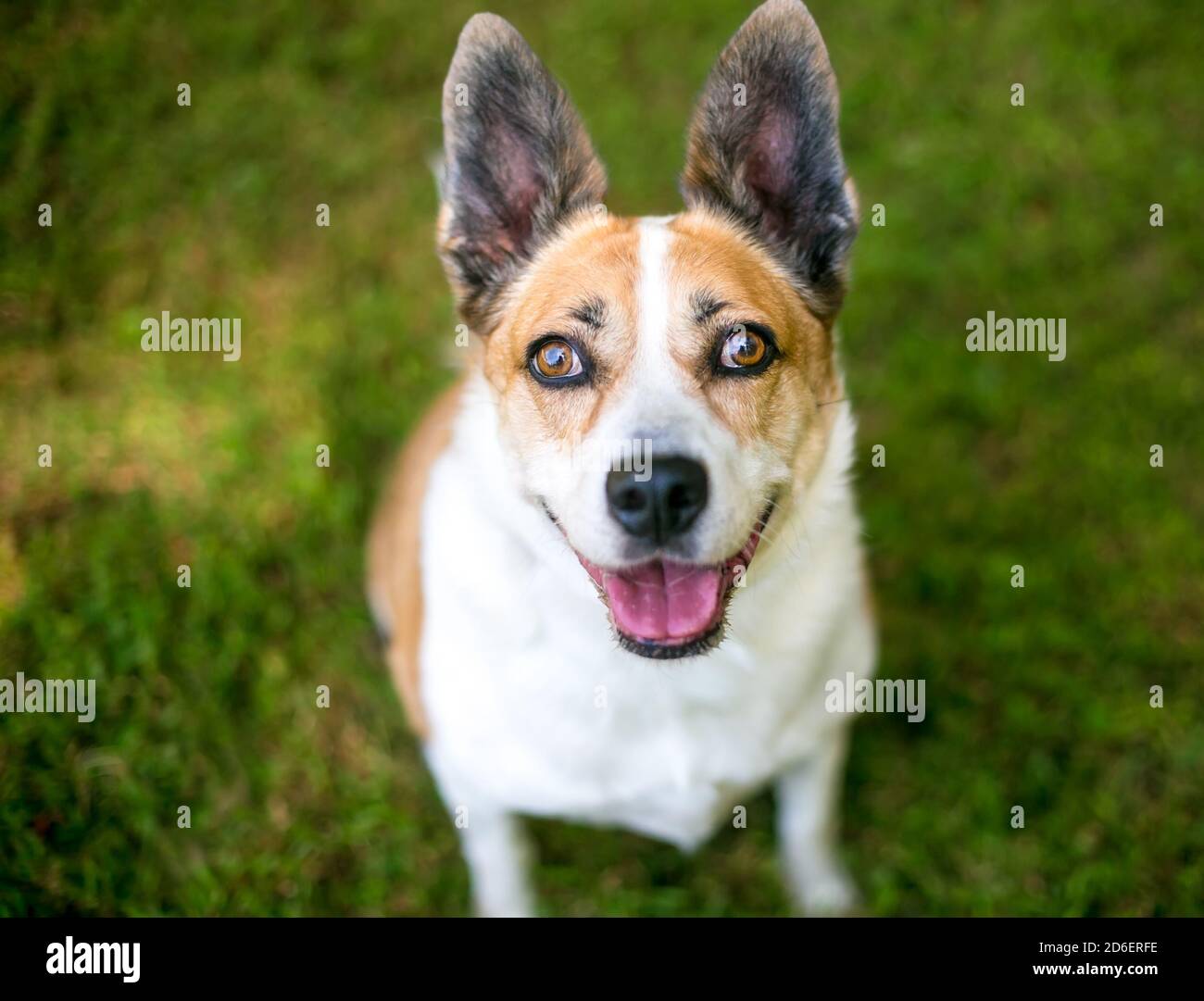 Un Corgi gallese x Terrier razza mista cane cercando in su alla macchina fotografica con un'espressione felice Foto Stock
