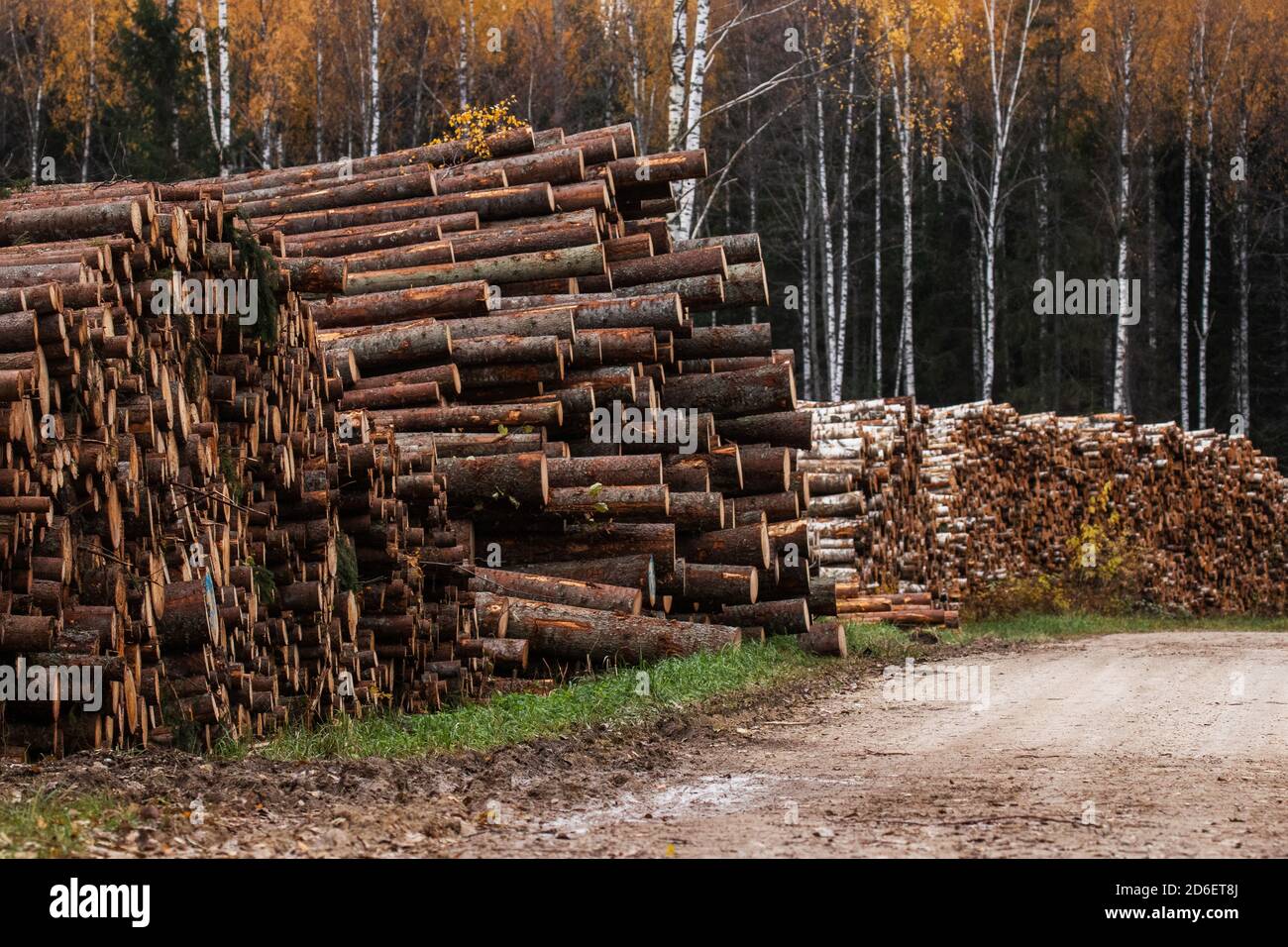 Grande pila di legno vicino ad una zona pulita fresca-tagliata durante i mesi autunnali in Estonia, Europa del Nord. Foto Stock
