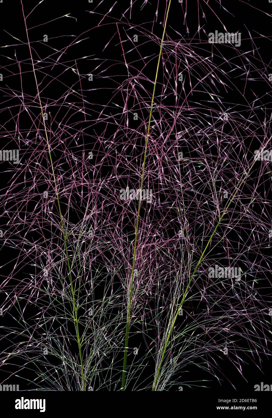 'Fuhly Grass Fireworks.' Erba mugnosa rosa (Muhlenbergia capillaris) pennacchi; vista macro. L'erba è un nativo del Nord America. Foto Stock