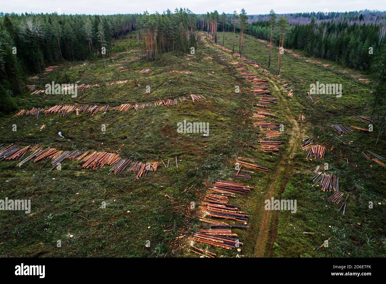 Area tagliata a secco durante il giorno di autunno scuro con alcuni tronchi di pino appena tagliati nella foresta boreale estone. Foto Stock