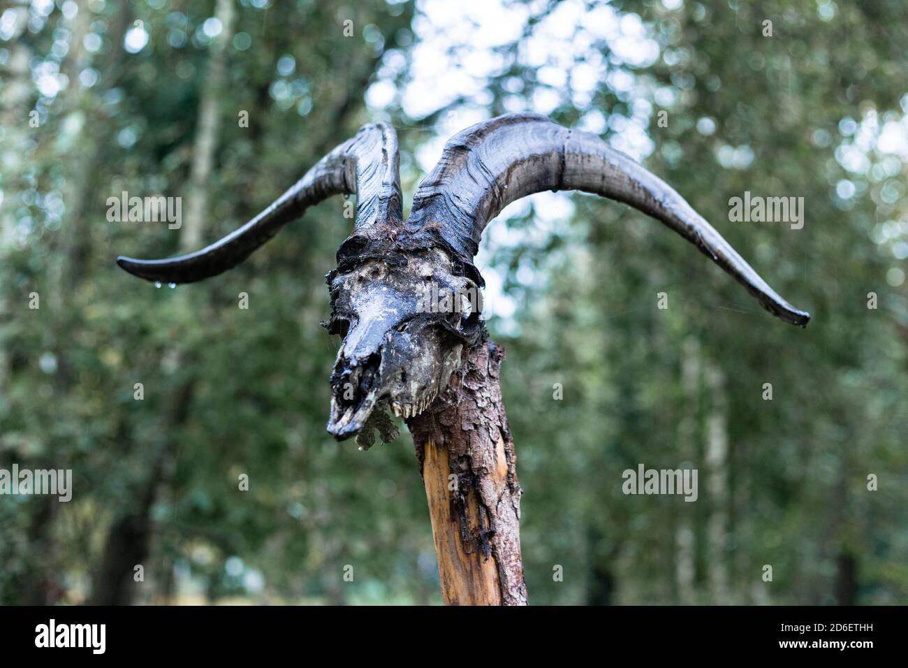 Cranio di capra su un palo di legno Foto Stock
