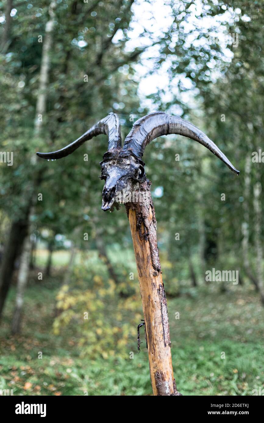 Cranio di capra su un palo di legno Foto Stock