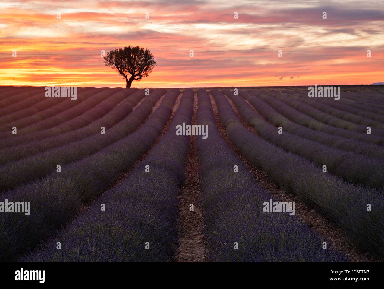 Francia, Alpi della Costa Azzurra, Provenza, Valensole Foto Stock