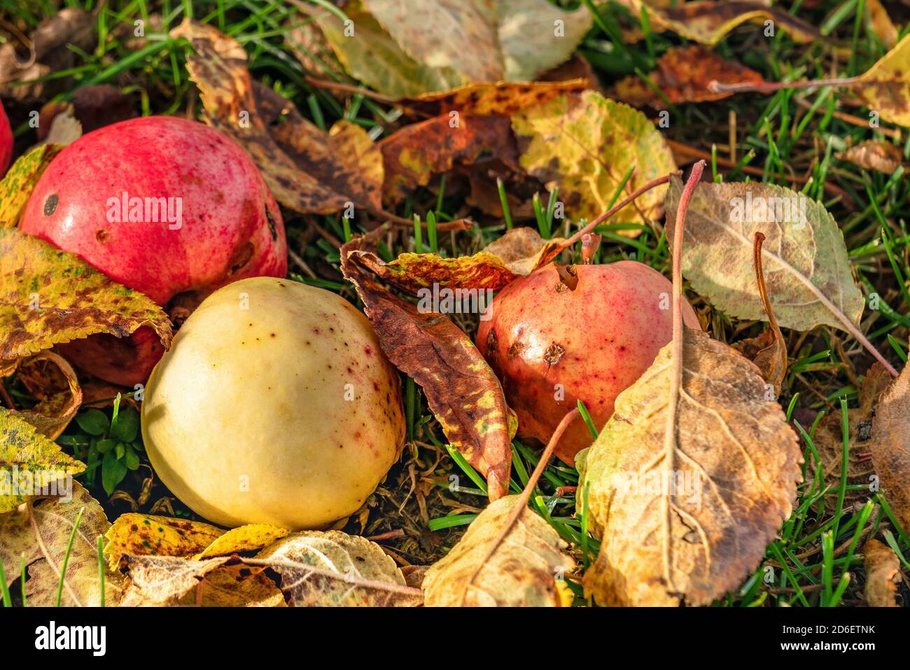 Primo piano di poche mele marcio su erba insieme a foglie di albero caduto. Tutto evidenziato da sole autunno Foto Stock