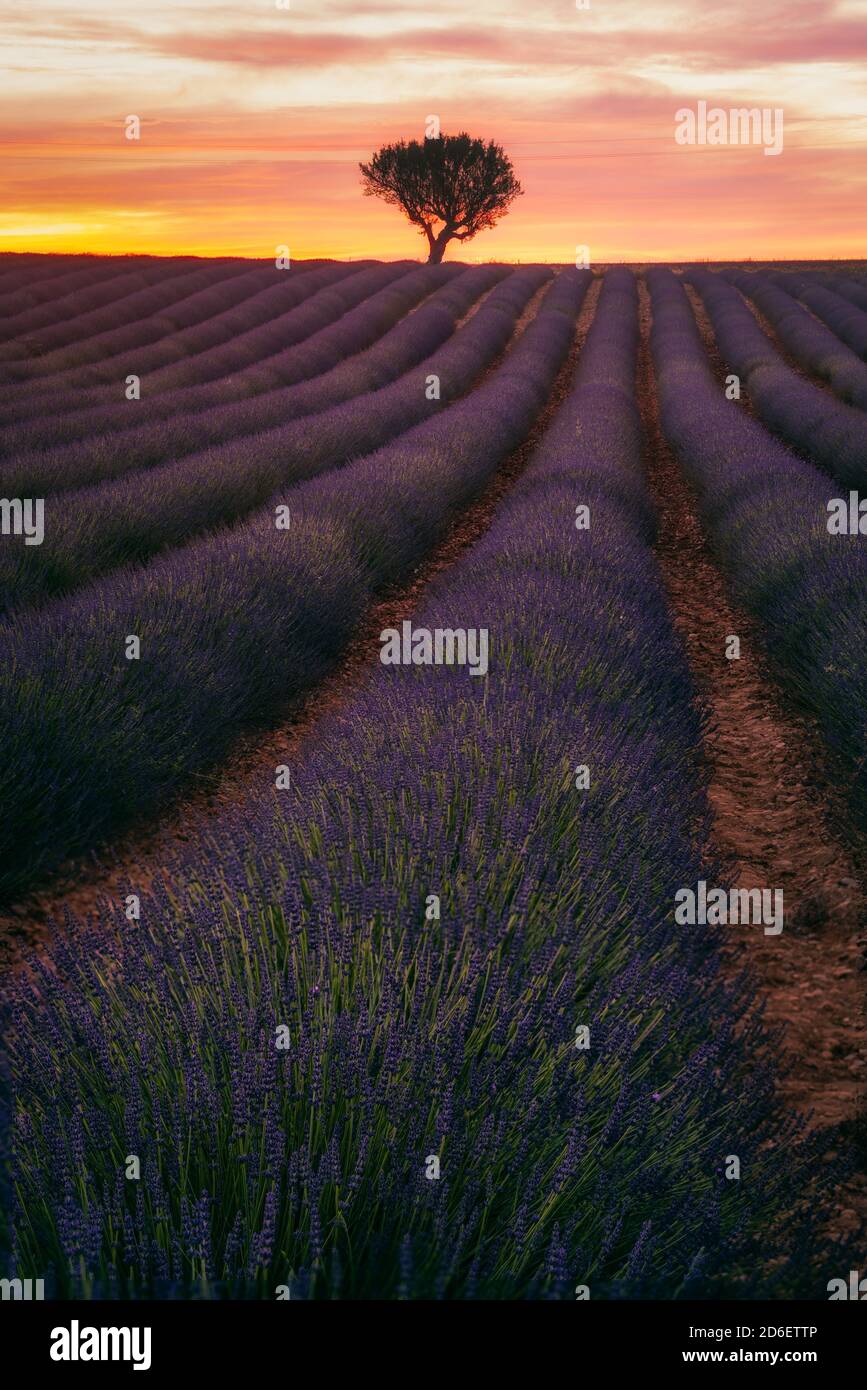 Francia, Alpi della Costa Azzurra, Provenza, Valensole Foto Stock