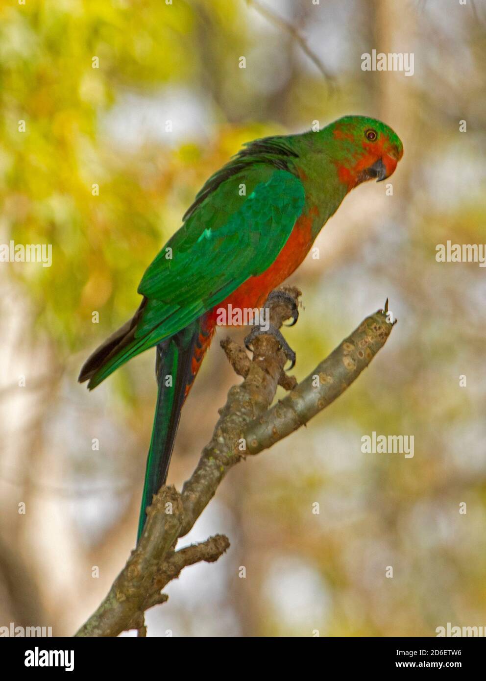 Giovane maschio pappagallo re, Alister scapularis con piumaggio che cambia dal verde vivo al rosso brillante Foto Stock