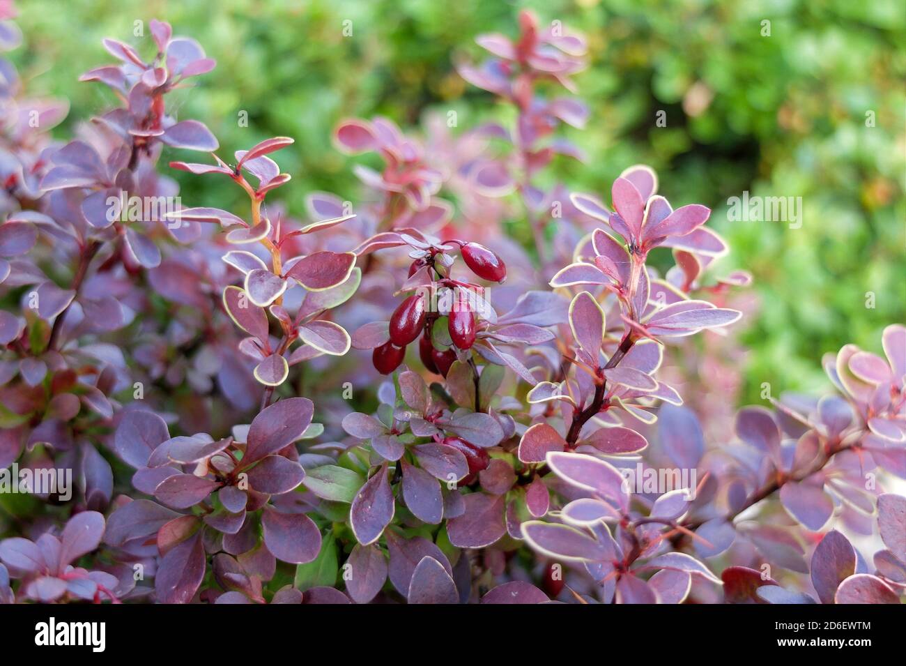 Berberis thunbergii ´ammirazione´ con frutta Foto Stock