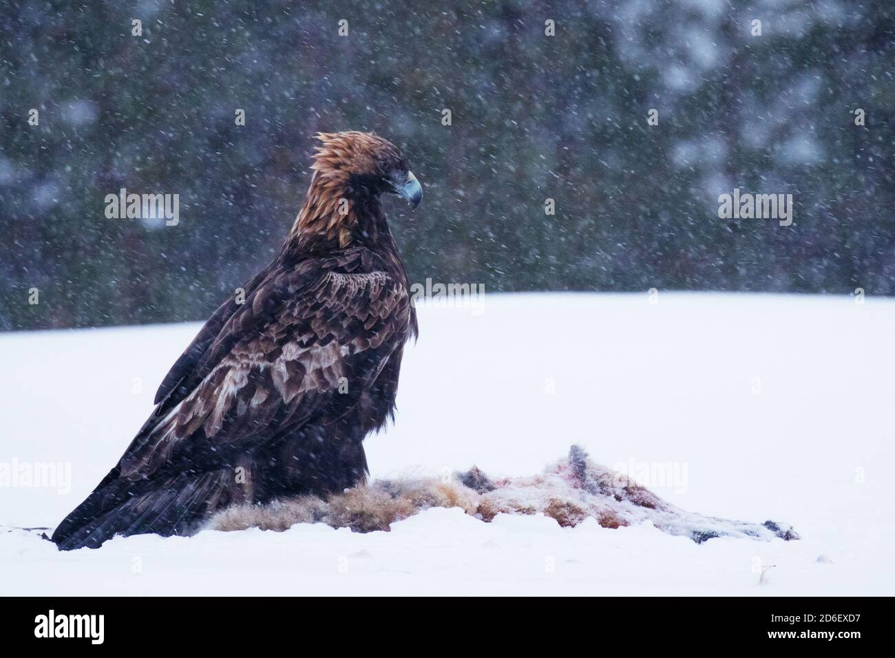 Maestoso predatore aquila chrysaetos, che si nutre di una carcassa durante una fredda e dura giornata invernale vicino a Kuusamo, Finlandia settentrionale. Foto Stock