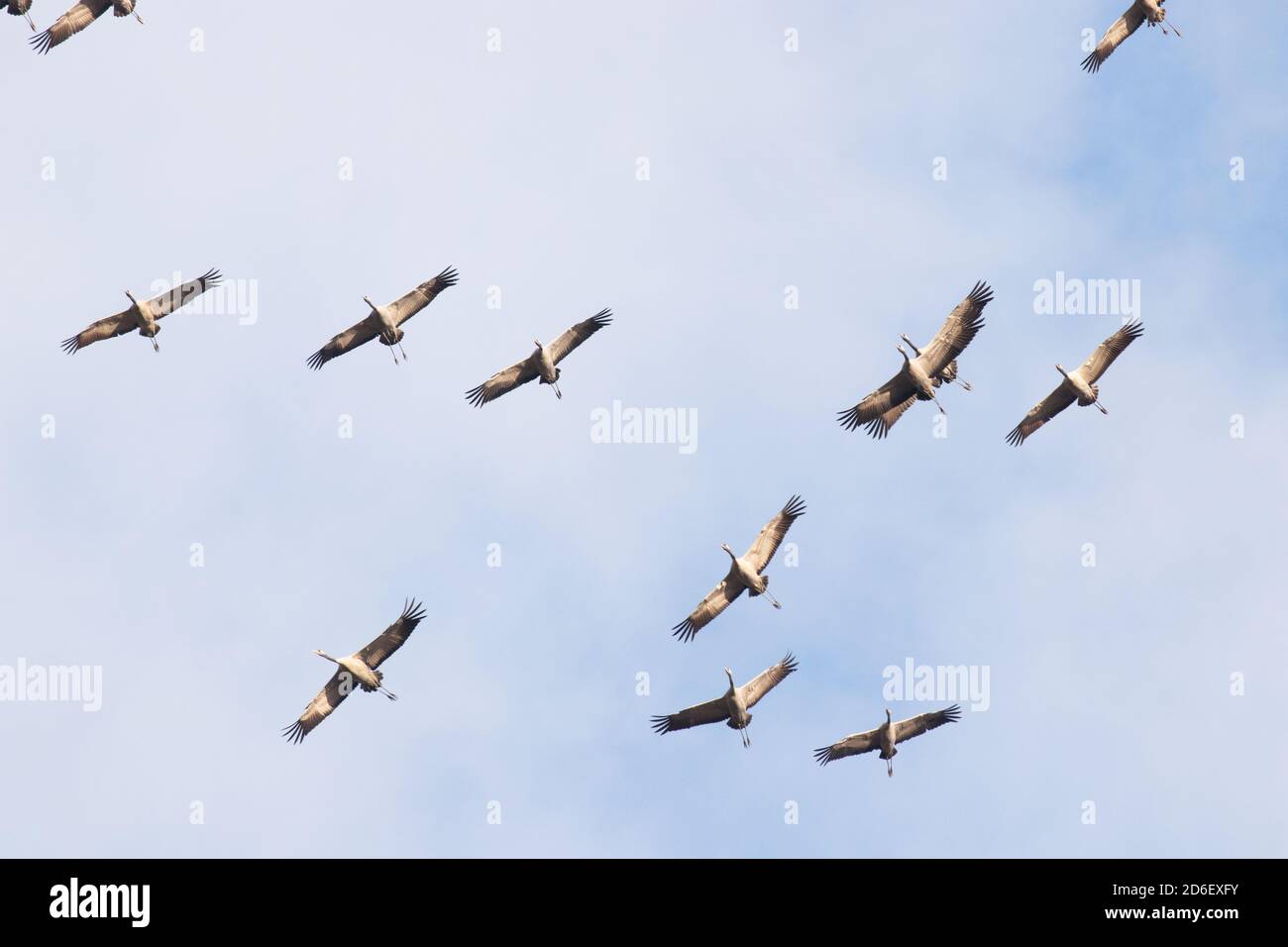 Un grande gregge di gru comuni, Grus grus, che volano durante la migrazione primaverile nella natura estone. Foto Stock
