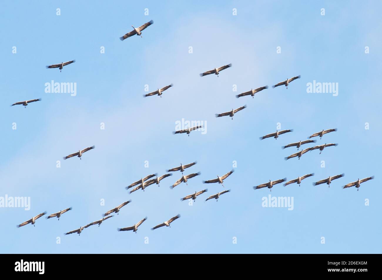 Un grande gregge di gru comuni, Grus grus, che volano durante la migrazione primaverile nella natura estone. Foto Stock