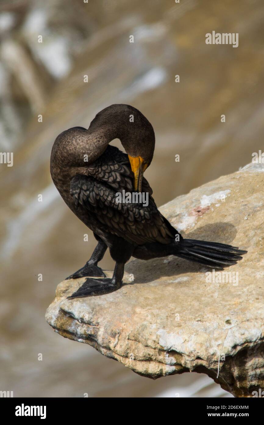 Brands Cormorant a la Jolla Cove San Diego Foto Stock